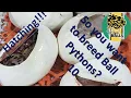 So you want to breed Ball Pythons 10 Hatching
