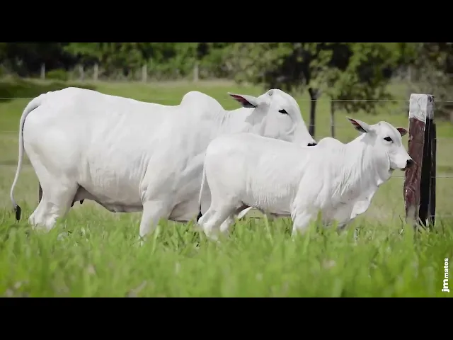 Novilha Nelore AFOM - 5085