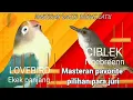 Lagu Masteran super ll Lovebird vs Ciblek kristal ngebren