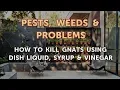 How to Kill Gnats Using Dish Liquid Syrup Vinegar