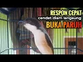 Download Lagu Terbukti.! Cendet Gacor Toet Toet Sambung Isian Cepat Respon Bikin Cendet Diam Seketika Nyaut Emosi