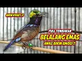 Download Lagu SUARA BURUNG KOLIBRI NINJA GACOR FULL ISIAN BELALANG EMAS ! PANCINGAN KONIN AGAR EMOSI NEMBAK MATERI