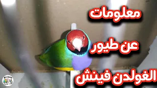 معلومات عن طيور الغولدن فينش شروط التزاوج كم تبيض الأنثى مدة الحضن فطام فراخ 
