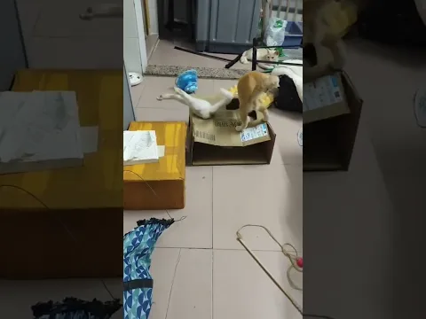 vida fe gatos