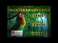 Lagu MASTERAN LOVEBIRD 2 MENIT NGEKEK PANJANG SAAT PAGI,,SAMBIL JEMUR KOPI SANTAI..