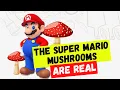 Download Lagu The SUPER MARIO Magic Mushroom is for Real | 5 Shocking Facts about Mushrooms