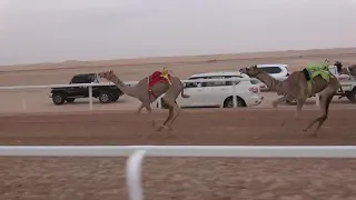 الشوط 5 شودة للسيد خلفان بخيت فطيس المنصوري توقيت 2 27 83 