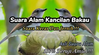 suara pikat kancilan bakau cukup 5 menit langsung ngumpul buktikan sendiri 