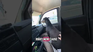 #fyp #dream #doberman #pets #youtube