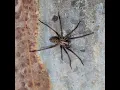 common spider in western Washington water