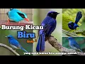 Lagu Yang suka warna biru masok! Burung biru bagian 3