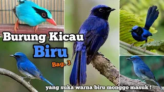 those who like blue come on blue bird part 3