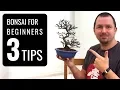 Bonsai Trees for Beginners 3 Tips for Starting into Bonsai