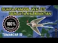 Download Lagu Download Suara Panggil Burung Walet Kalimantan MP3