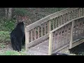 Bear Ruby How to Coexist With Humans