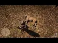 Red Dead Redemption 2 Florida Panther - Old Harry Fen Forest Lemoyne