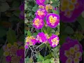 Download Lagu Flowers #nature #beautiful #athens #greece #life #flowers