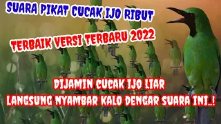 Download SUARA PIKAT CUCAK IJO RIBUT TERBARU 2022 MP3