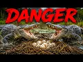 Collecting 100 Alligator Eggs