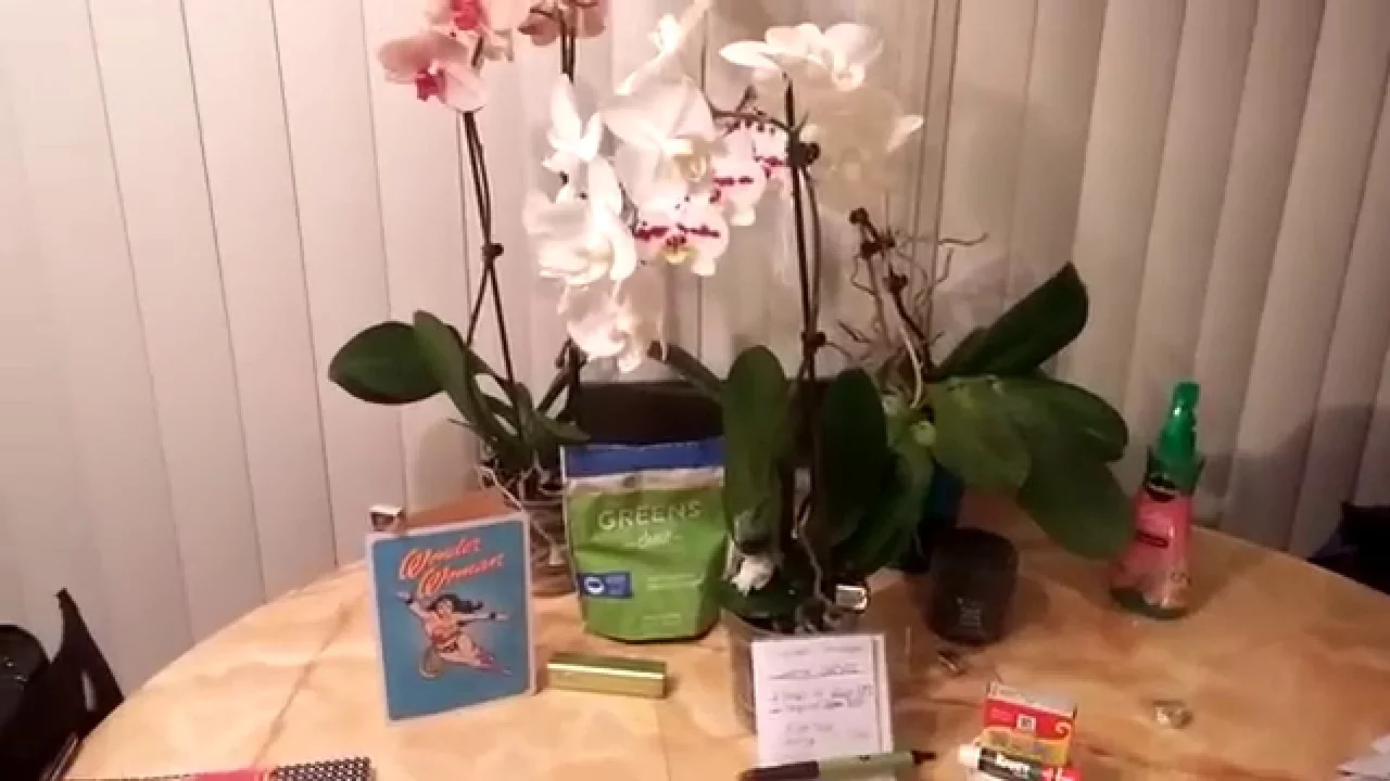 CHANGING MY WHITE ORCHID COLORS