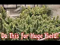 How to Train Plants Living Soil Grow Weed Easy Organic Cannabis Grow