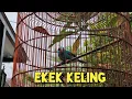Lagu Burung Ekek Keling / Jovin suara pancingan masteran.