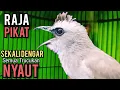 Lagu RAJA PIKAT ‼️ PERANGSANG EMOSI SEKALI DENGAR SEMUA TRUCUKAN NYAUT NGAMUK MENDENGAR SUARA TRUCUK INI