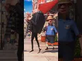 Despicable Me 2 | Happy