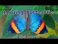 Download Lagu The World's most Amazing Butterflies