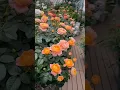 Download Lagu Amazing rose garden #flowers #rose #garden (3/4)