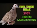 Lagu Suara Tekukur Terbaik 2025, Terbukti Langsung Nyaut