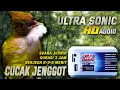 Download Lagu CUCAK JENGGOT‼️suara jernih ultra sonic mastering digital