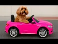 Download Lagu Mark’s dog rides on the pink power wheel car