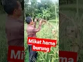 Download Lagu Mengatasi hama burung emprit #Mikat #shorts