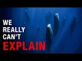 Nothing About Sperm Whales Is Normal Here s Why