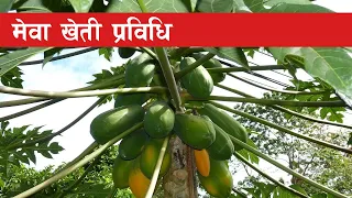 Download मेवाबाट चाँडैं आम्दानी कसरी जानी राखौं || MEWA KHETI || Papaya Farming in Nepal || MP3