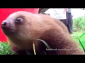 Squeaking Sloths