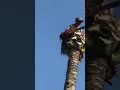 Download Lagu Pokok Seribu guna