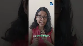 Why India’s Disappearing Frogs Should Scare Us thumbnail