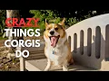 Crazy Things That Corgis Do - What s It Like to Own a Corgi
