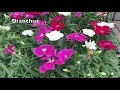 Lowe s Garden Center II Shopping for Early Spring Annuals II April 2023