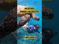 Download Lagu In case you needed a reason to visit Maui🐢🐋 #seaturtles #hawaii #whalewatching #animalencounters