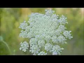 Heavenly Reiki Piano Music with Bell Every 3 Minutes ~ 3 Minute Timer for Yin Yoga & Reiki Healing