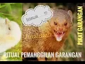 Download Lagu SUARA PIKAT GARANGAN GACOR DOR TERBARU 2022