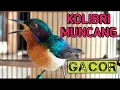 Download Lagu KOLIBRI MUNCANG GACOR