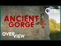 Saving the Endangered Goldenrod Overview
