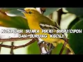 Suara pikat burung SIRPU/CIPOH dan burung kecil||mp3 pikat semua jenis burung kecil!!