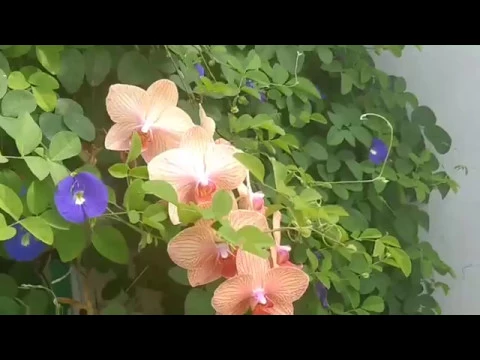 CANTINHO: ORQUÍDEA, ROSA E BORBOLETA AZUL