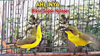 Download SOGON BETINA GACOR NGLEPER‼ PANCINGAN SOGON AGAR BUNYI DAN RAJIN NEMBAK NGLEPER MP3