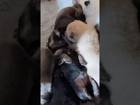 The cutest puppies ever 😍